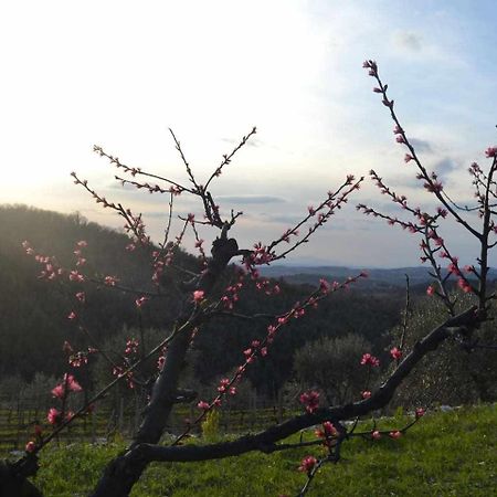 Agriturismo San Silvestro San Donato in Poggio Esterno foto