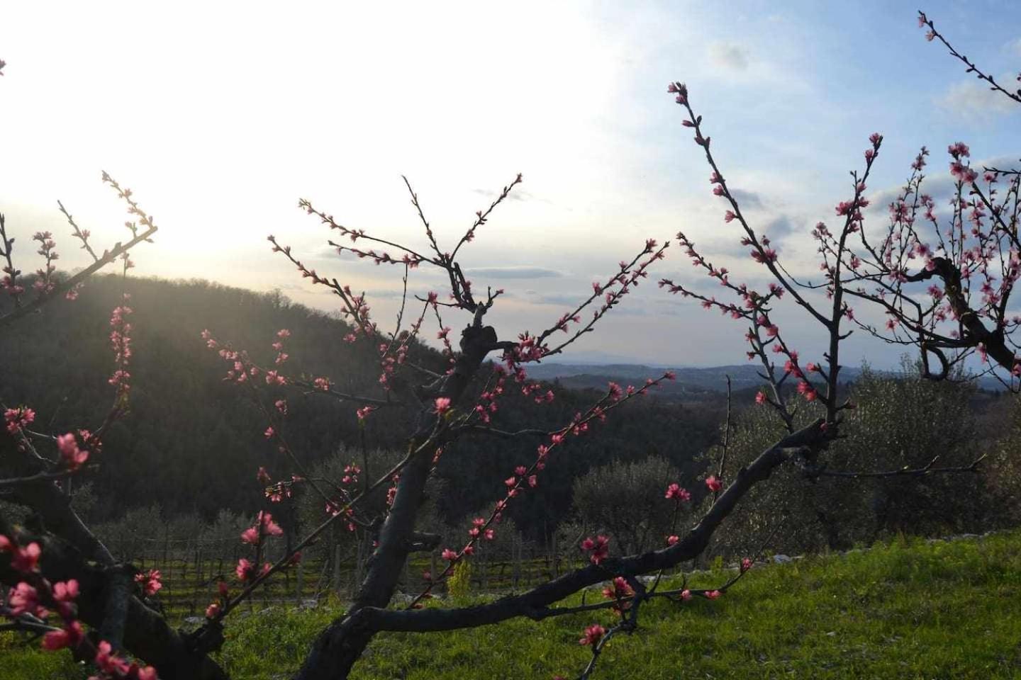 Agriturismo San Silvestro San Donato in Poggio Esterno foto