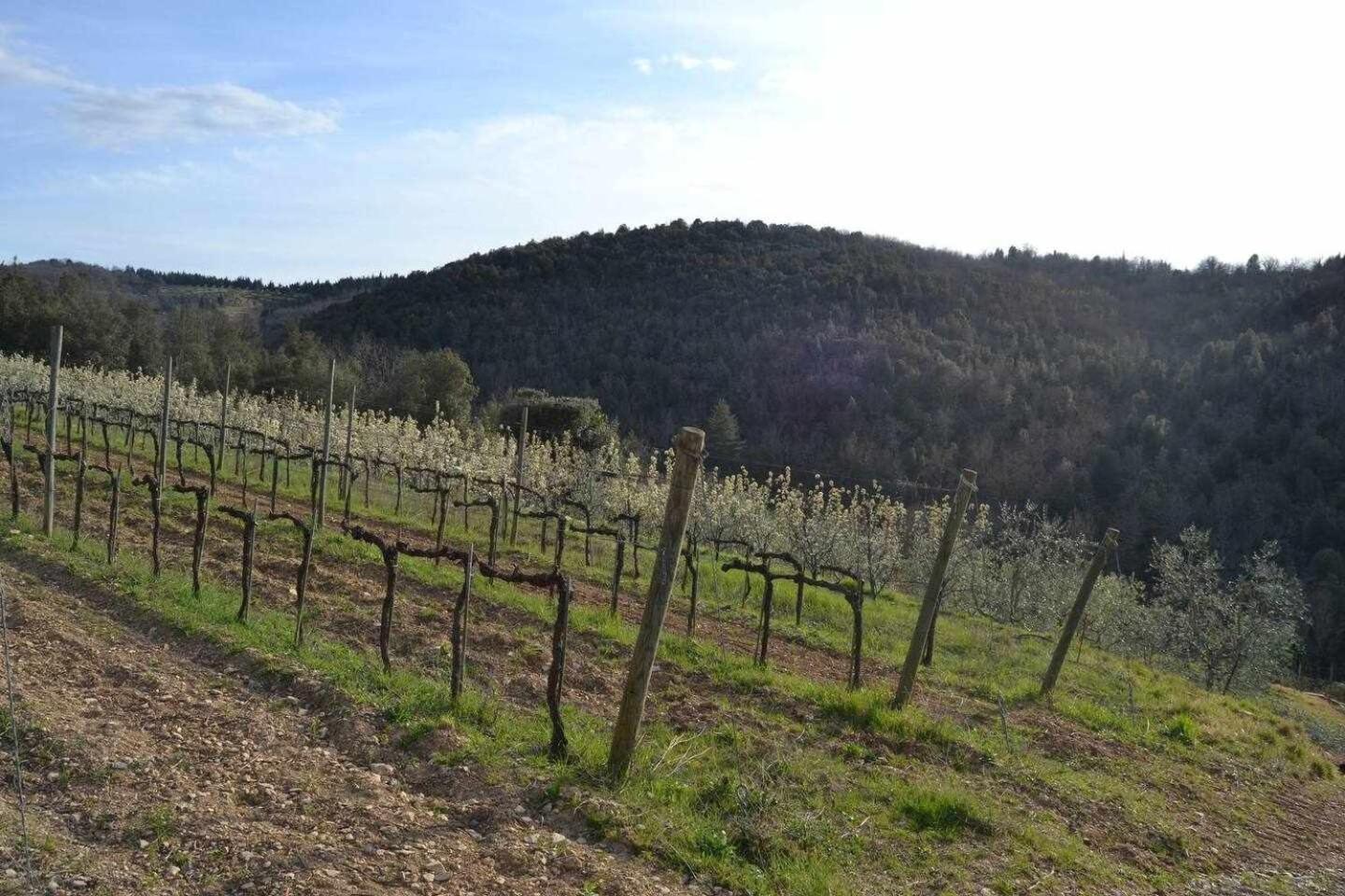 Agriturismo San Silvestro San Donato in Poggio Esterno foto